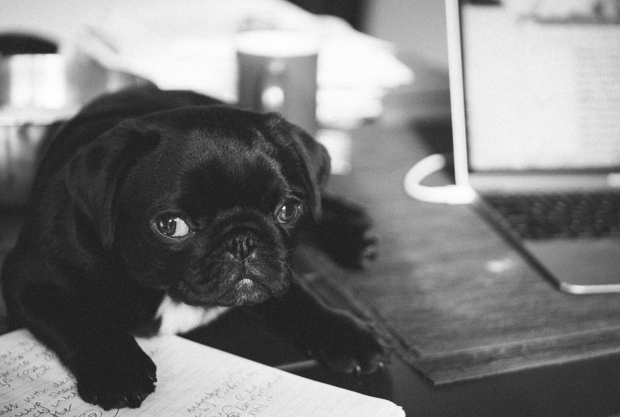 Puppy sitting by laptop